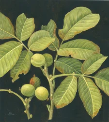 Nuez verde