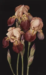 Iris, 2004