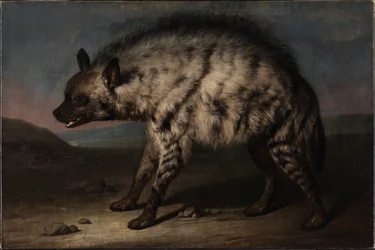 La hiena en el zoológico de Frederiksberg Slot