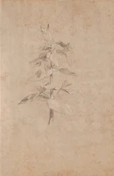 Estudio de plantas