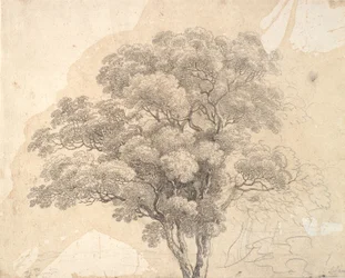 Estudio de copa de árbol