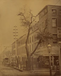 El peral de Stuyvesant