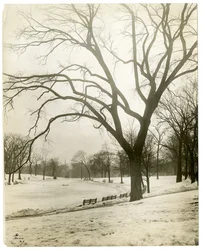 Boston Common y estanque de ranas, junto al árbol, Boston, EE.UU., c.1902-10