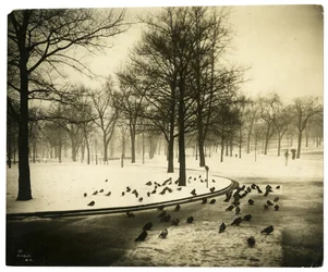 Common con palomas, Boston, EE.UU., c.1902-10