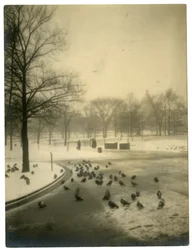 Común con palomas, Boston, EE.UU., c.1902-10