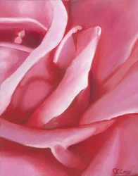Pétalos de rosa de color rosa pálido