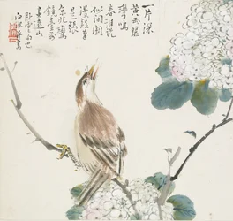 Un Hwamei Chino, 1857