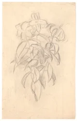 Estudio de flores