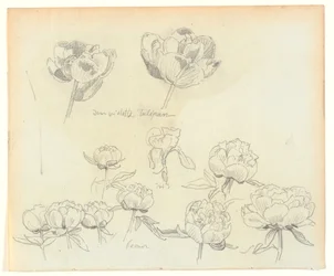 Estudios de flores