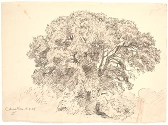 Estudio de árboles. Classens Have