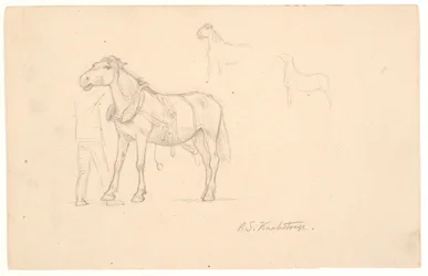 Tres estudios de un caballo