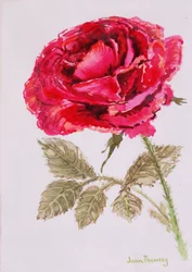 Una rosa roja