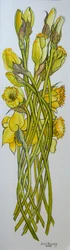 Narcisos