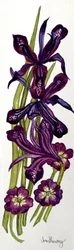Iris y prímulas