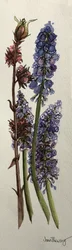 Muscari y Viburnum bodnantense