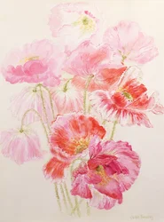 Amapolas Shirley