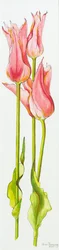 Tres tulipanes rojos en forma de lirio Marianne