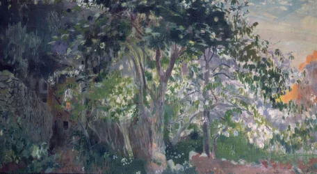 El árbol gris, Sa Calobra, Mallorca