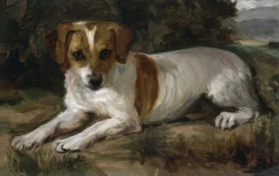 Perro