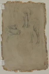 Estudios de un toro, 1864
