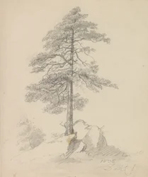 Pinos y acantilados