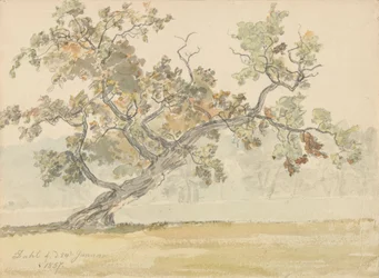 Viejo roble