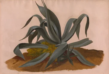 Estudio de un agave