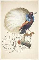Pájaro exótico