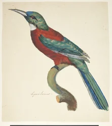 Pájaro exótico
