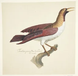 Pájaro