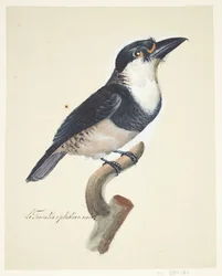 Pájaro
