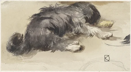 Perro dormido, visto desde atrás