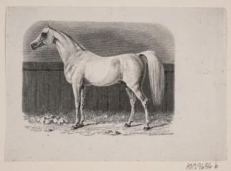 Un caballo