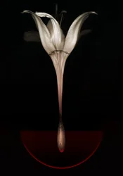 Lirio sangrante, 2013 (fotografía)