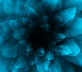Flor azul, 2016 (impresión de arte digital)