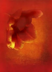 Flor en rojo, arte fotográfico digital de 2016)