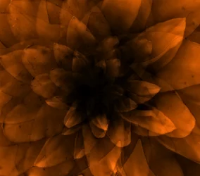 Flor naranja, 2016 (impresión de arte digital)