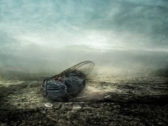 Mosca, 2013 (fotografía)