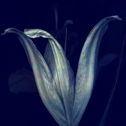 Lily 1, 2018 (arte fotográfico digital)