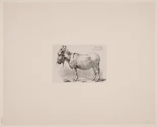 Danés: Un burro plagado de moscas
