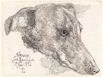 Danés: Hundehoved, Snip