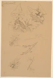 Estudios de hojas y flores