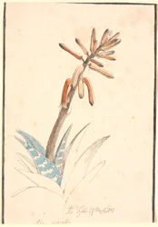 Aloe floreciente