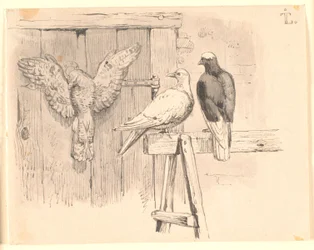 Las palomas