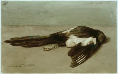 Una urraca muerta