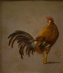 Un gallo