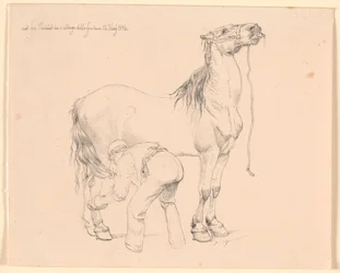 Un caballo siendo cepillado