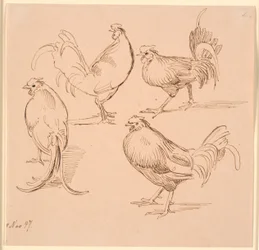 Cuatro estudios de gallos