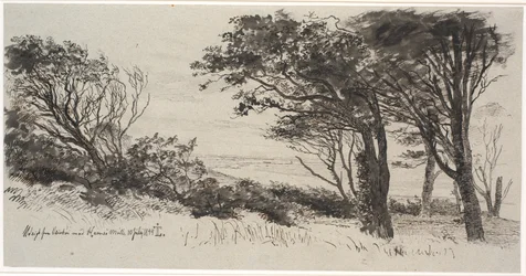 Árboles azotados por el viento. Vejrhøj