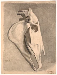 Cráneo de caballo